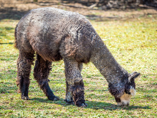 Photo of furry alpaca
