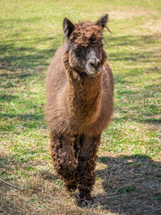Fototapeta premium Photo of furry alpaca
