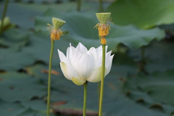 White Lotus in Thai Lagoon
