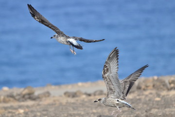 GAVIOTAS