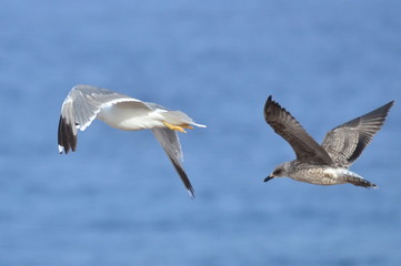 GAVIOTAS
