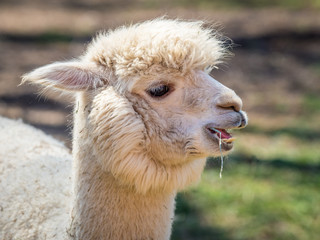 Obraz premium Photo of furry alpaca