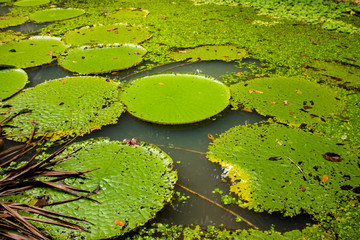 Lagoa com muitas plantas vit&oacute;rias-r&eacute;gias e folhas. No museu da amaz&ocirc;nia com plantas grandes no rio