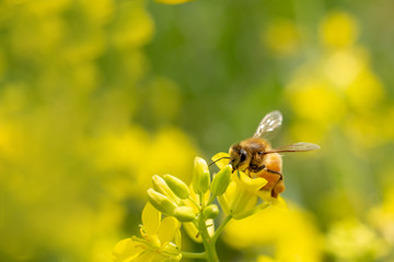 Bee on yellow flower