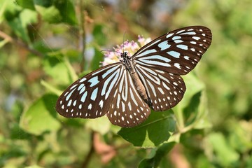 The Pale Blue Tiger, Tirumala limniace,Butterfly seeking nectar on white flower  in  field with natural green background,Patterned blue on black wing beautiful,Thailand