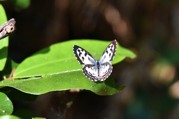 Castalius rosimon, Common Pierrot, Stripes and brown spots on white wings of the butterfly on green leaf with natural  background