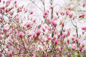 Amazing purple magnolia flowers in the spring season