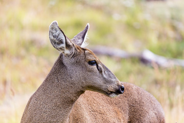 Guemal, Hippocamelus bisulcus, in deep snow on a mountain side in winter in Torres del Paine National Park, Chile. Endangered species also sometimes known as the South Andean Deer or Huemul Chileno.