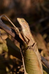 Thai chameleon on a branch with natural brown leaves in the background., Thailand