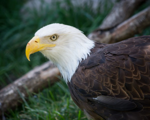 American Bald Eagle