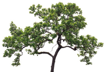 Isolated tree on white background