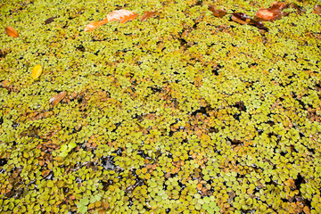 Lagoa com muitas plantas vitórias-régias e folhas. No museu da amazônia com plantas grandes no rio