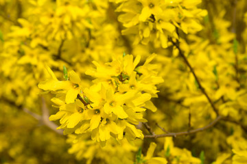 forsythia flowers on twig macro