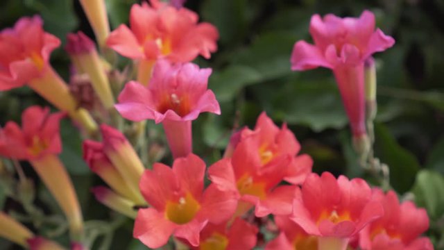 Spring flowers and gardens in 4K