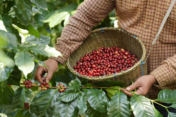 Fresh coffee bean in basket