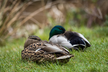 a duck couple resting on the grass near the pond