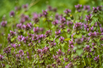 tiny purple flower field background
