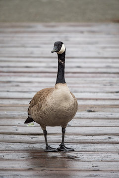 Canada goose standing on a wet wooden platform