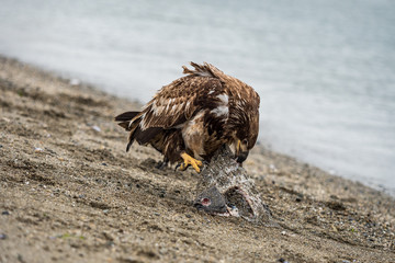 juvenile bald eagle trying to move fish on the sandy beach on a cloudy day