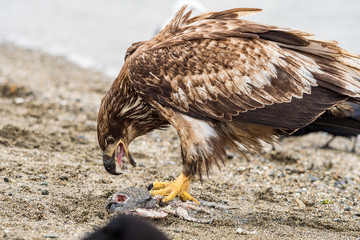juvenile bald eagle eating fish on the sandy beach on a cloudy day 