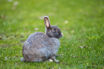 Grey rabbit resting on a green grassy ground