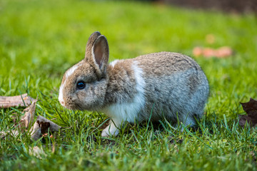 side portrait of cute little white chested bunny 
