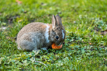 Naklejka na ściany i meble cute grey bunny with white neck and forehead eating carrot on the green grassy field 