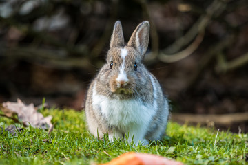 cute white chested bunny sitting behind a carrot looking at you