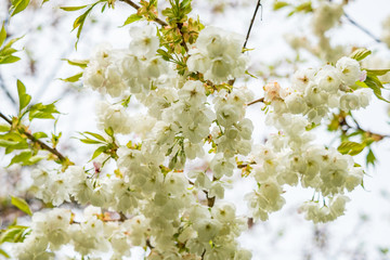 white cherry blossom with clear sky