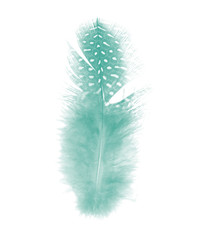 Beautiful green colors tone feather texture background,trends color