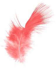 Beautiful red maroon feather isolated on white background