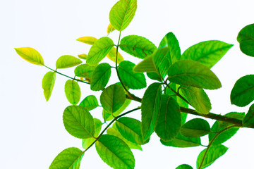  green leaf pastel color to Creative  pattern and texture design with  background banner