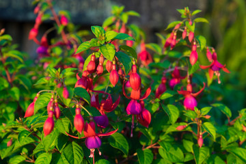 fuchsia magellanica flower, hummingbird fuchsia or hardy fuchsia, Hanging fuchsia flowers in shades...