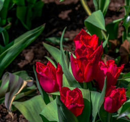 Very Deep Red Petals on a Patch of Parrot Tulips