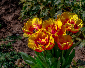 Bright Yellow and Red Petals on a Patch of Large Tulips