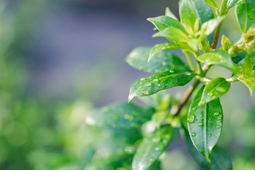 Drops on the leaves with sunlight in the Garden.