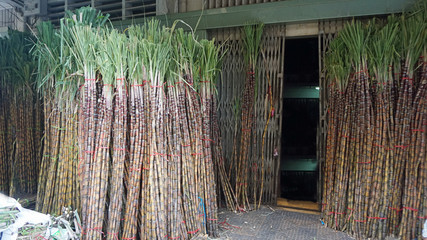 fresh bamboo sticks