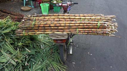 fresh bamboo sticks