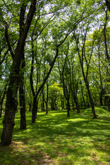 Obraz premium Fresh green park in Sakura city, Chiba prefecture, Japan