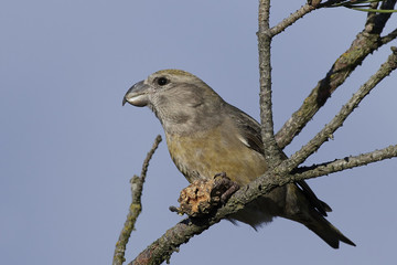 Parrot  crossbill (Loxia pytyopsittacus)