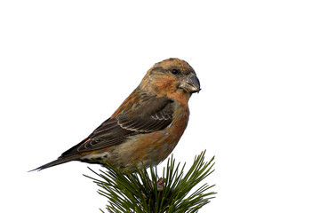 Parrot crossbill (Loxia pytyopsittacus)
