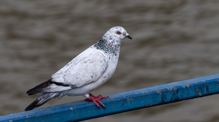 Stadttaube mit weißem Gefieder