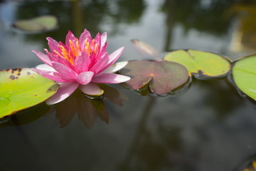 beautiful pink waterlily or lotus flower and green leaf with fountain
