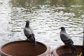 Couple of grey Thai pigeons hanging on the edge of pot in front of the wave of muddy water.