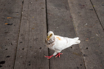 White pigeon walking on the wooden floor.