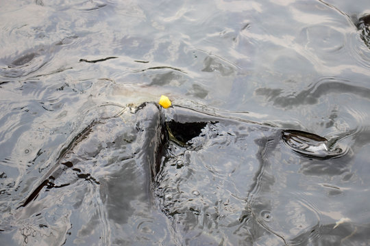 A school of Thai Iridescent sharks or Sutchi catfish or Striped catfish is eating food in turbid water,Pangasianodon hypophthalmus.