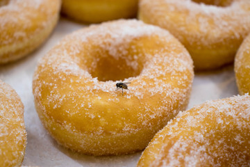 Housefly hanging on the doughnut communicated to dirtiness..