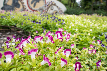 Beautiful blooming pink wishbone flower or bluewings or Torenia in Thailand.