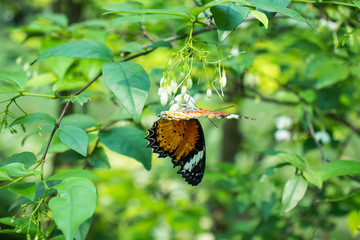 The red lacewing butterfly sucking nectar from white flowers.