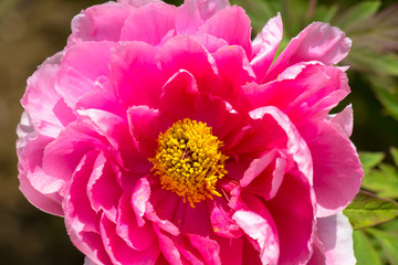 Early summer flower petals